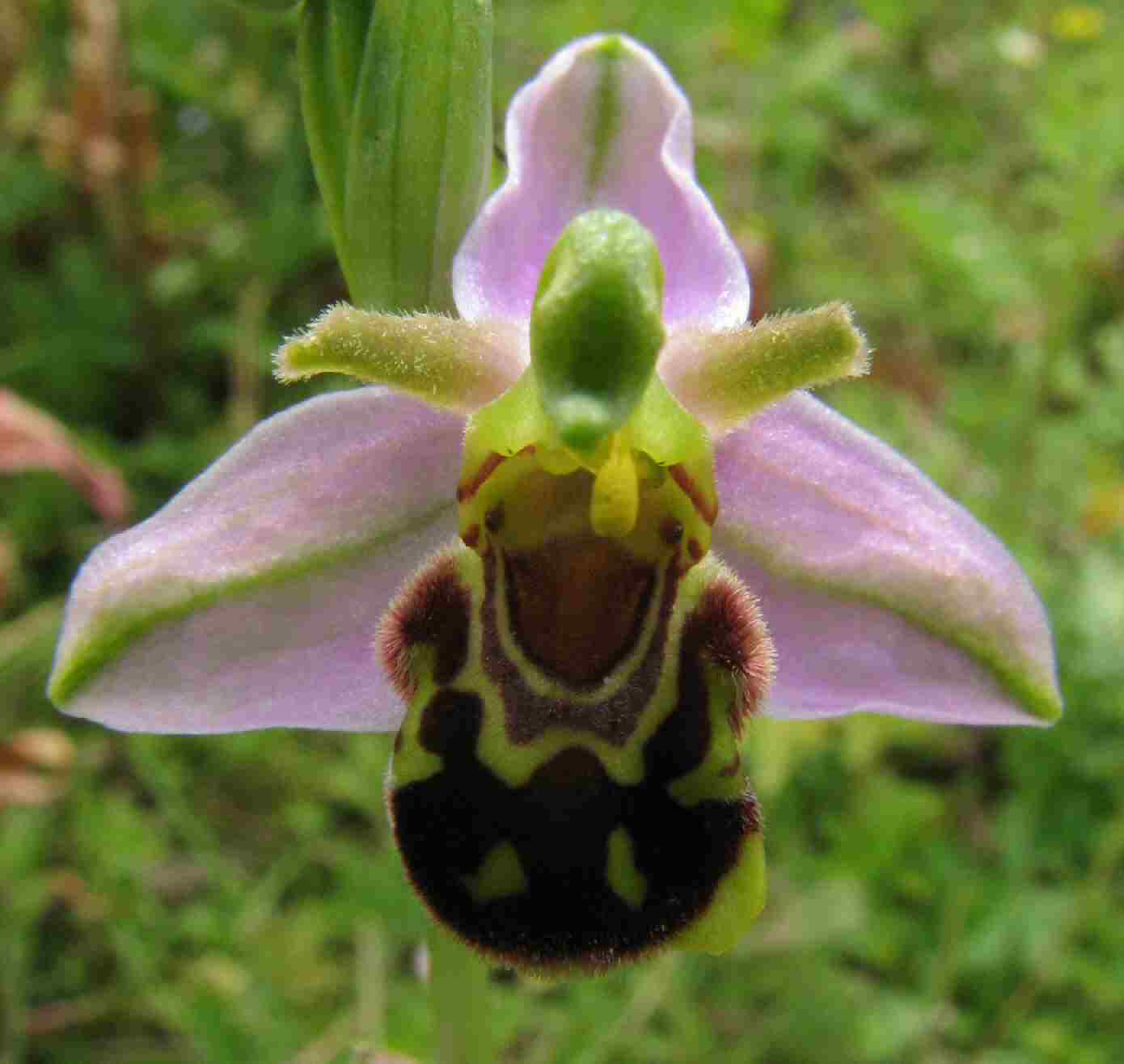  Bee Orchid - Michelle Appleby